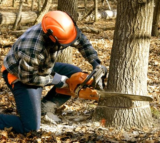 Tree Removal in Rowland, PA